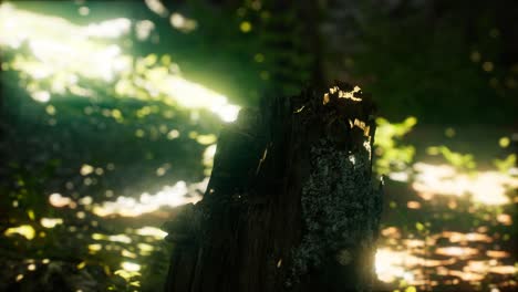 sunlight rays pour through leaves in a rainforest