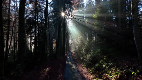 rayos de sol que pasan a través de los árboles en un día nublado y soleado en el bosque de la goille cerca del pueblo de savigny en vaud, suiza