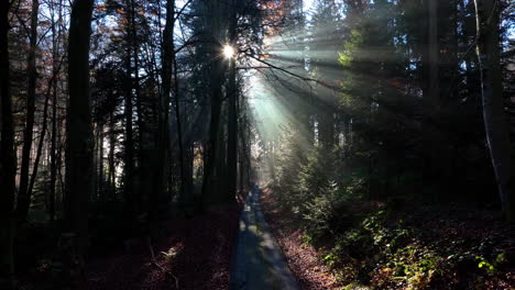 sunrays passing through trees on a foggy sunny day in la goille forest near savigny village in vaud, switzerland