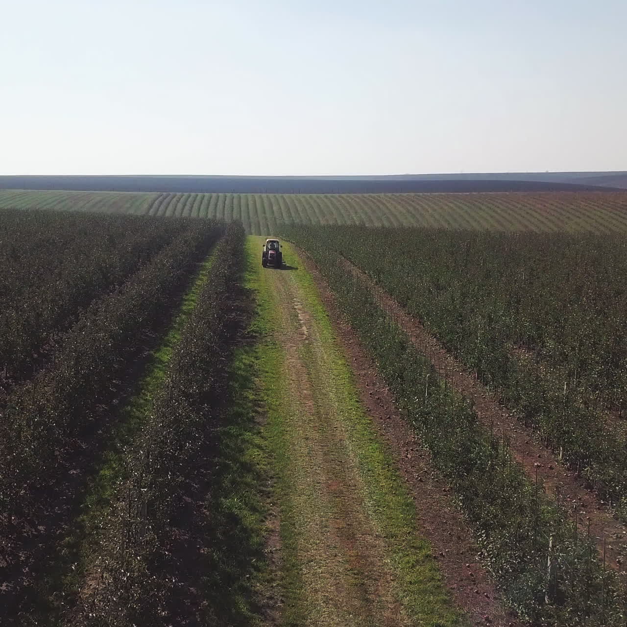 One tractor is moving on the field between the big apple plantation in summer. Green trees of apples planting in rows. Camera moves forward. Aerial view