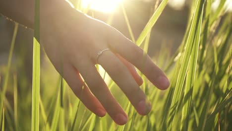 Girl-hand-through-green-grass-at-meadow-under-sunbeams-in-slow-motion