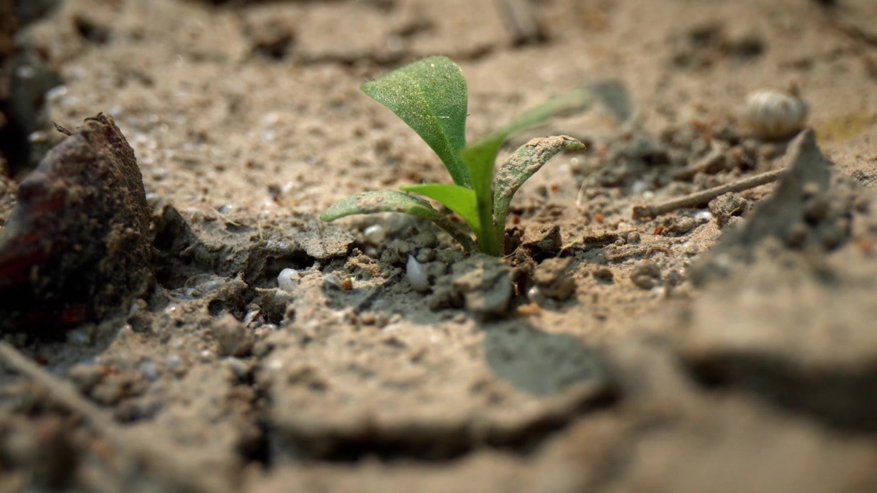 Piccola pianta verde che emerge da un terreno arido e screpolato, mostrando resilienza nonostante lo stress idrico e il calore in una sequenza timelapse.