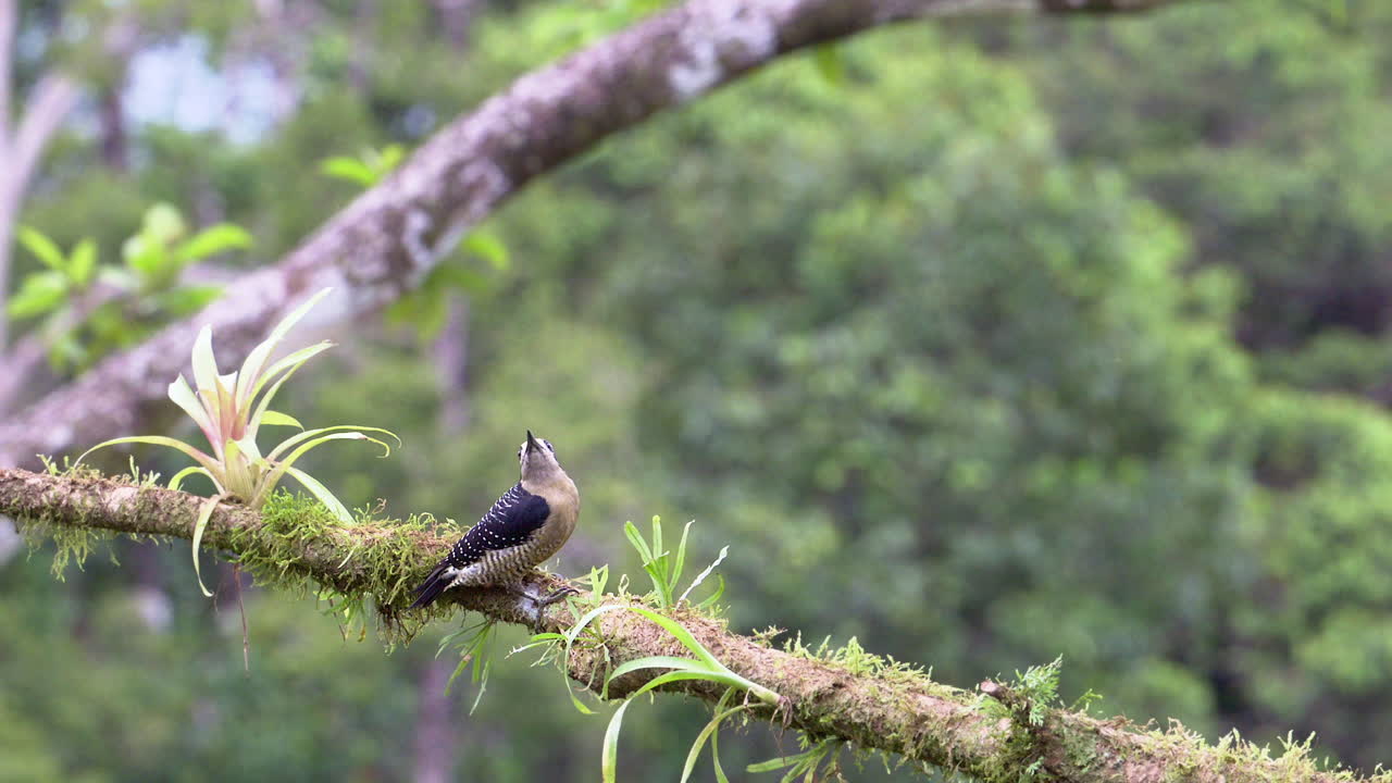 Black-cheeked Woodpecker  perched on branch and flying away