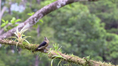 Pájaro-Carpintero-De-Mejillas-Negras-Posado-En-Una-Rama-Y-Volando