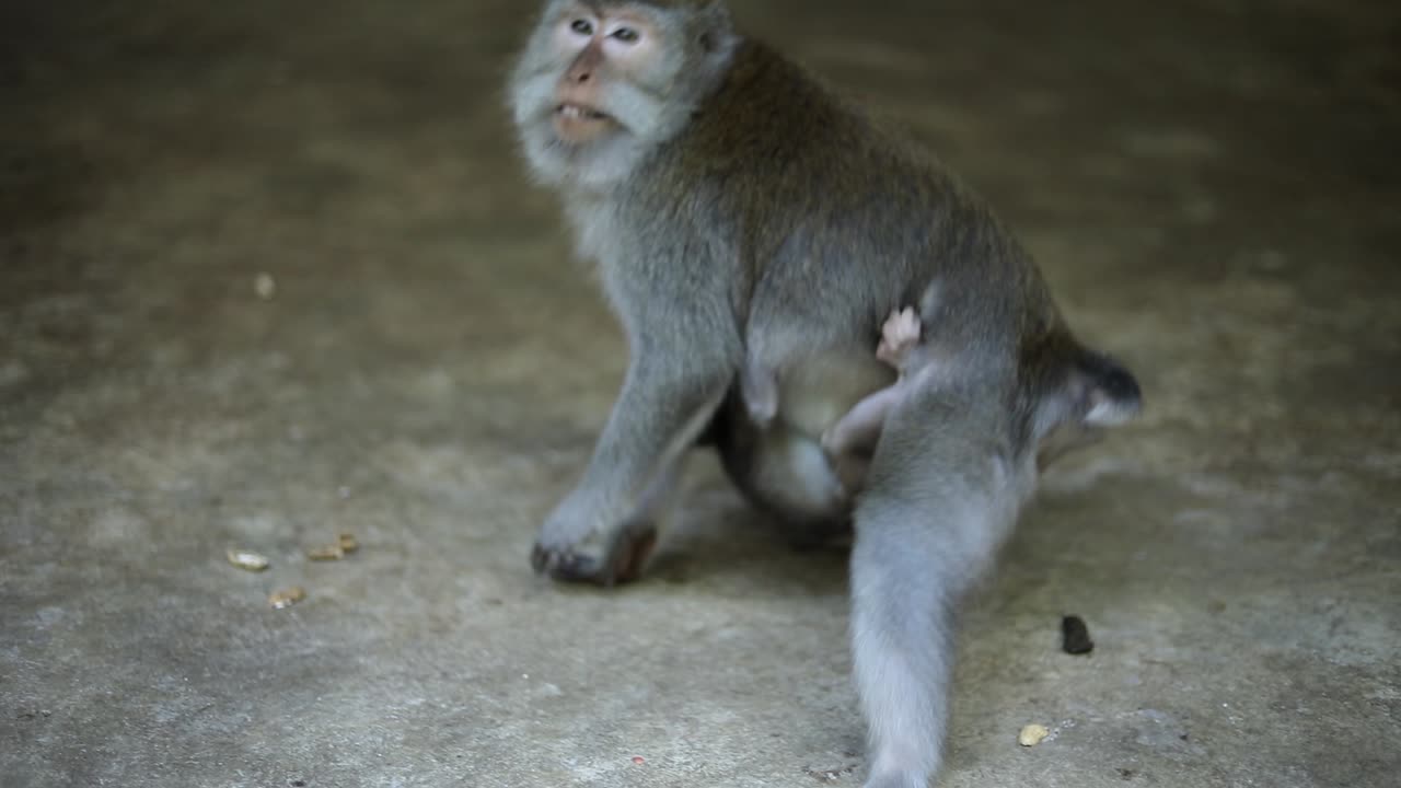 una madre mono balinés de cola larga en el bosque de monos sagrados en bali, indonesia huyendo de la cámara
