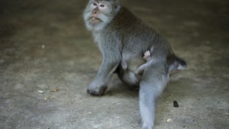 Una-Madre-Mono-Balinés-De-Cola-Larga-En-El-Bosque-De-Monos-Sagrados-En-Bali,-Indonesia-Huyendo-De-La-Cámara