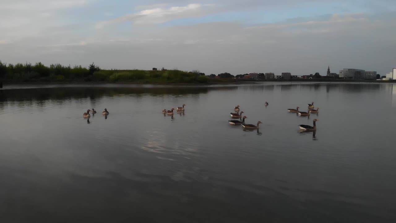 gansos nadando lejos del dron