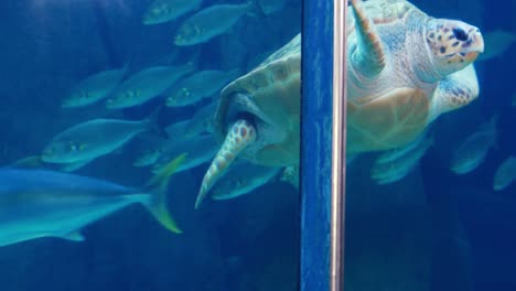 turtle swimming in fish tank