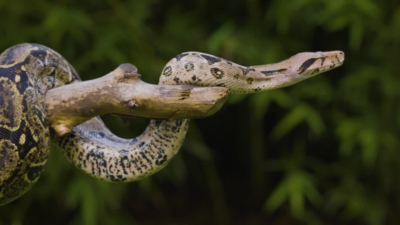 Close-up of a Boa Constrictor on a Branch