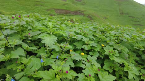 meadow with green plants and colourful flowers