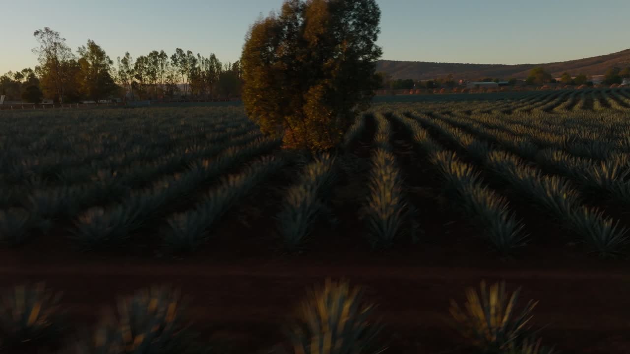 disparo bajo de un avión no tripulado que muestra filas de plantas de agave en un campo de agave en méxico durante la puesta de sol
