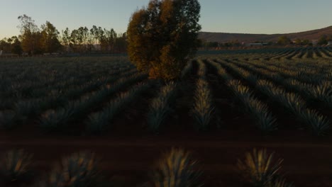 Toma-Baja-De-Un-Dron-Que-Muestra-Hileras-De-Plantas-De-Agave-En-Un-Campo-De-Agave-En-México-Durante-La-Puesta-De-Sol