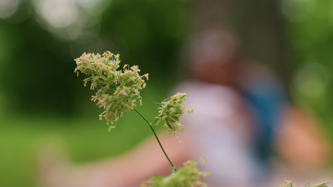 Close up of delicate plant with fine cobwebs moving gently in breeze, blurred person seated in background on soft green meadow, sunlight creating peaceful natural atmosphere