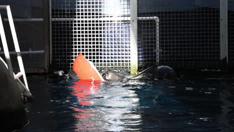 seal interacts with an orange cone in water