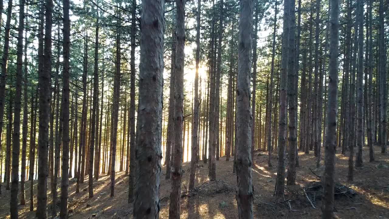 Moving through the trees, towards the sun, in a pine forest