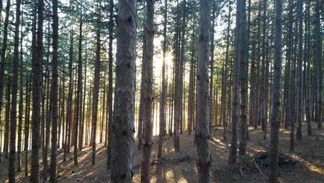 moving through the trees, towards the sun, in a pine forest