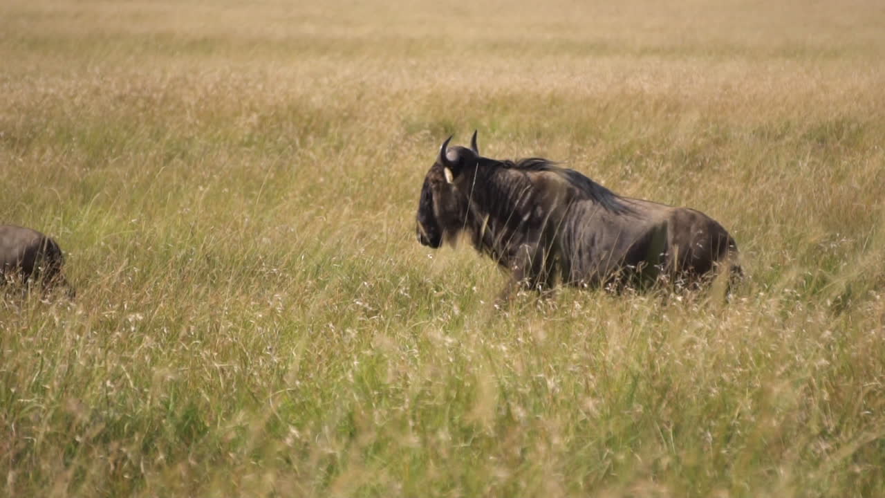 Sakte film av en gnuflokk som løper én etter én over en eng på den afrikanske savannen. Dyr i naturlig habitat.
