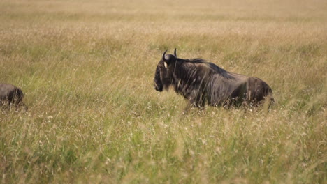 slow motion of wildebeest herd running one by one through meadow of african savanna. animals in natural habitat