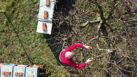 aerial orbit dolly move on gardener who is cutting branches, pruning fruit trees with pruning shears in the orchard