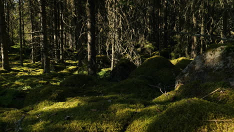 Tanzende-Natur,-Schatten-Und-Sonnenlicht-Bewegen-Sich-über-Moos-Und-Bäume-Im-Alten-Borealen-Kiefernwald,-Slider-Dolly-Zeitraffer