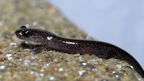 full body view of dark salamander with black eyes and grey spots, light shines on wet slimy skin