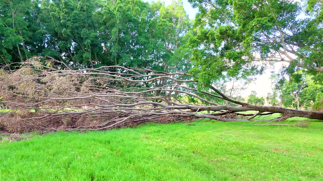 A large tree lies fallen in a vibrant park setting, surrounded by lush greenery under bright daylight