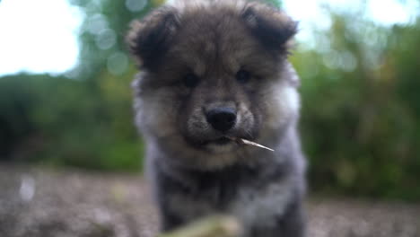 Nahaufnahme-Eines-Finnischen-Lapphund-Welpen,-Der-Auf-Einem-Spaziergang-Auf-Einem-Stock-Kaut