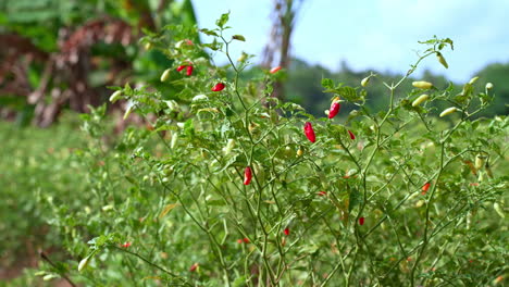 young hot red chili peppers growing organically on a outdoor farm