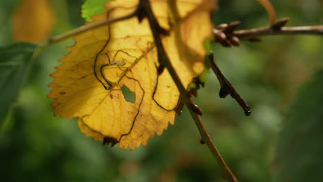 first, yellow, autumn leaf on branch, tracking shot, close up