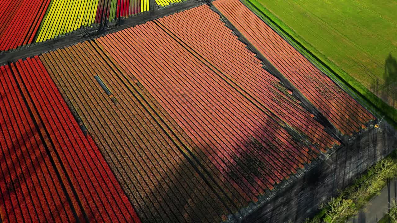 una vista aérea de un colorido campo de tulipanes en los países bajos