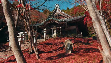 saiko-ji temple autumn - kyoto, japan