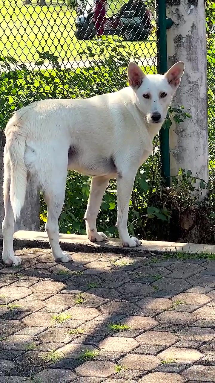 Due cani che esplorano l'ingresso di un giardino