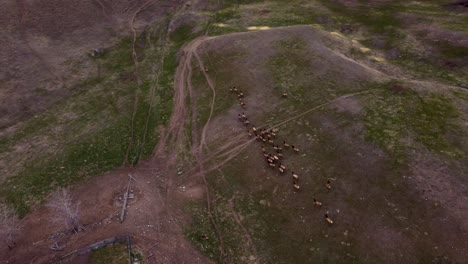 large herd of elk migrating and grazing