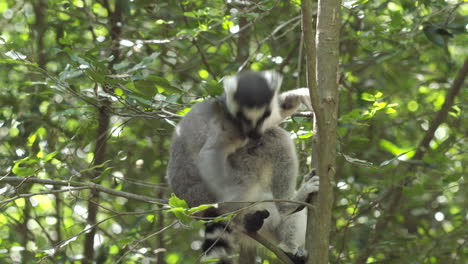 ring-tailed lemur cleans its fluffy tail clinged to a tree