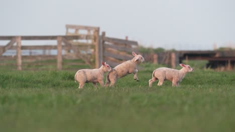 a herd of adorable lambs wildly running and playing on a green farm