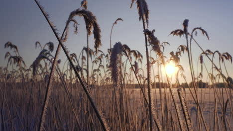 Weitwinkelaufnahme-Von-Schilfpflanzen,-Die-Während-Der-Wintersaison-Bei-Leichtem-Wind-Eingefroren-Sind