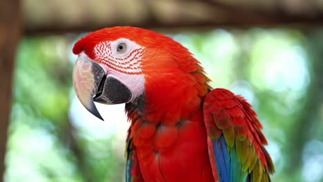 a captivating close-up of a vibrantly colored parrot with striking red and green feathers, showcasing its unique features in natural light