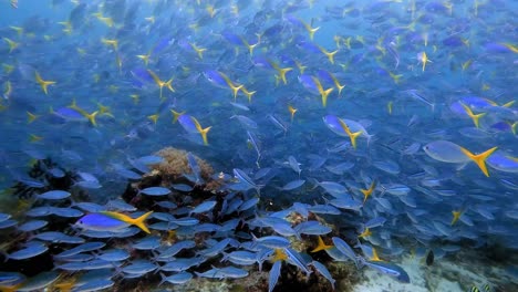 a densely pact school of fusiliers swimming in mesmerising formations close to a healthy coral reef
