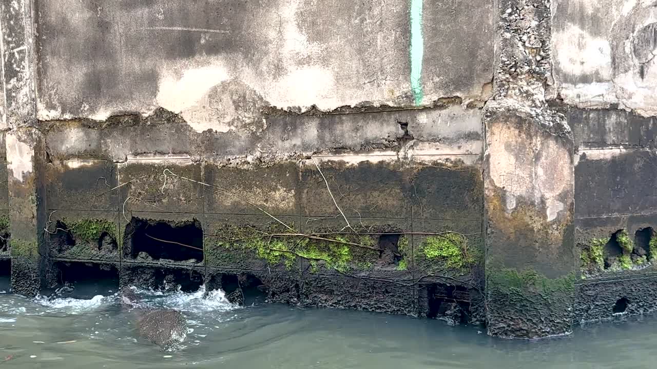 A monitor lizard explores crevices in a moss-covered canal wall, interacting with the urban waterway environment.
