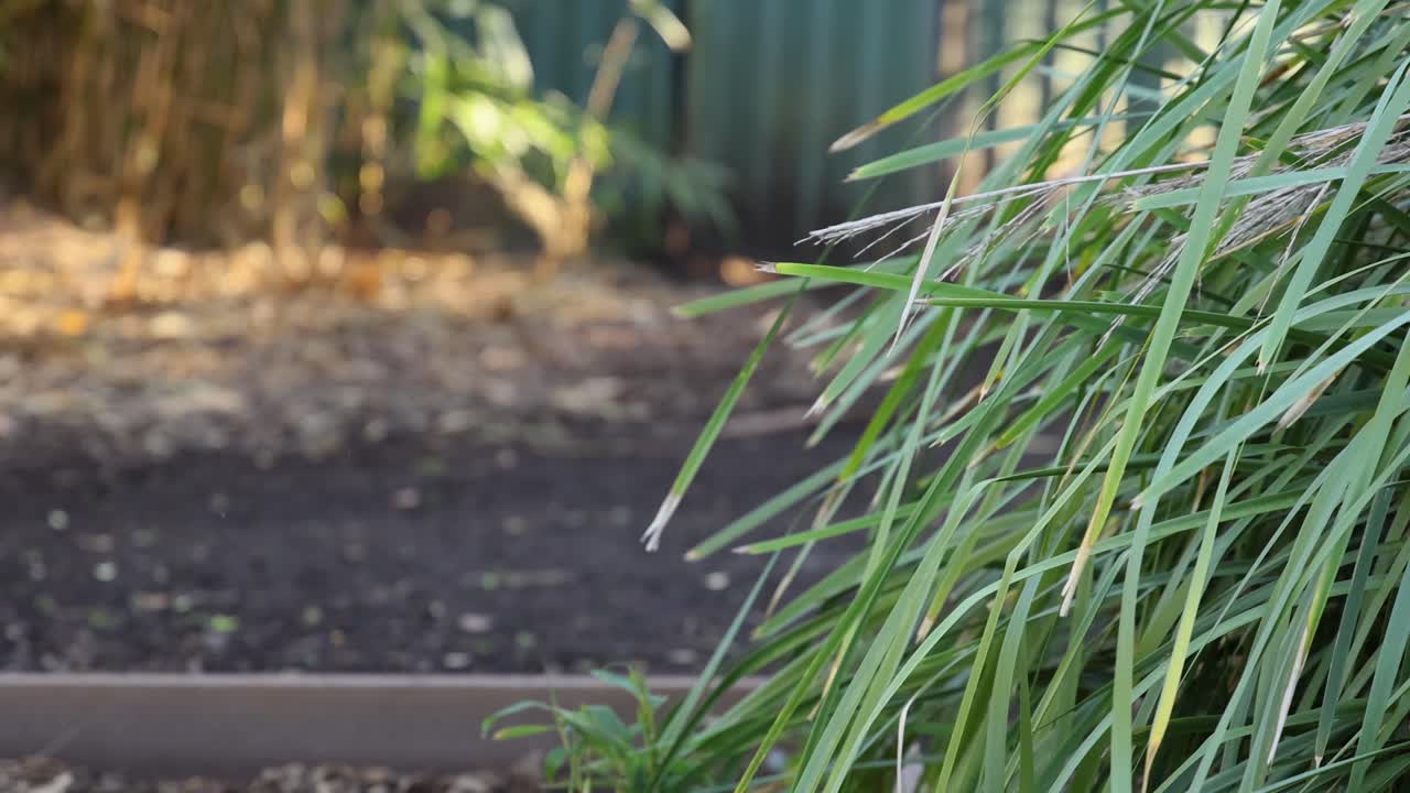 Erba che ondeggia dolcemente allo Zoo di Melbourne