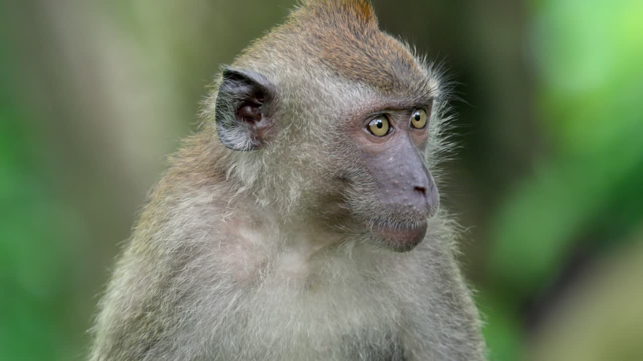 Long-tailed Macaque Monkey Close-up View In Bokeh Background.