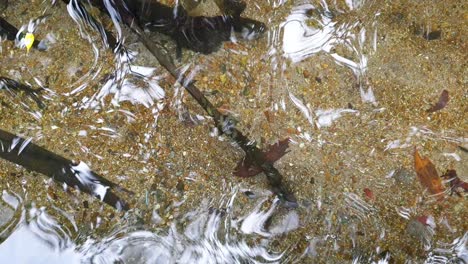 Group-of-small-juvenile-pufferfish-gathered-around-mangrove-roots-in-shallow-coastal-ocean-water