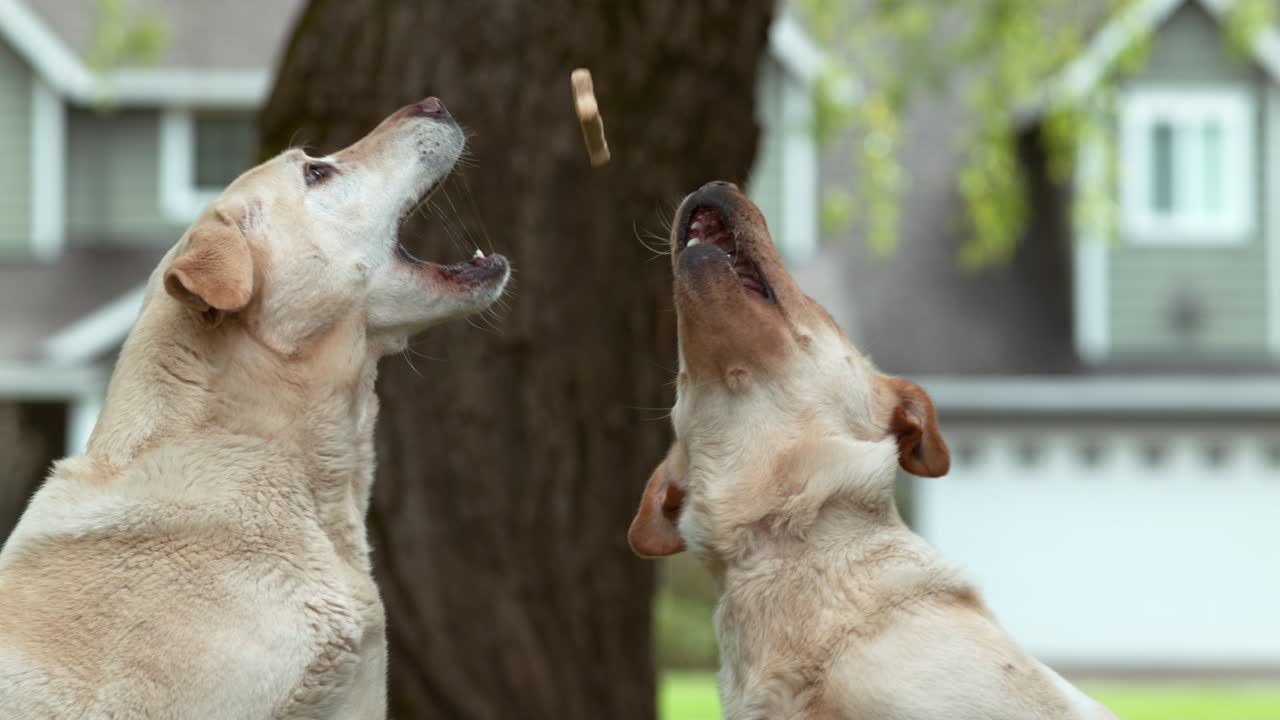 개들이 느린 동작으로 맛있는 음식을 잡고 있습니다.
