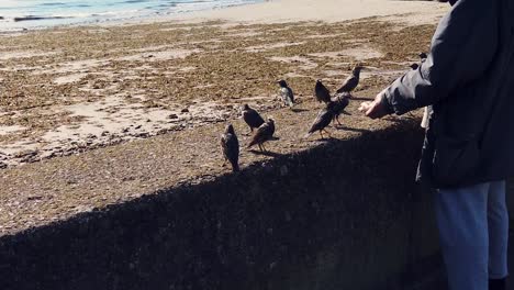 anciano alimentando a mano estorninos salvajes de un rollo en la pared del mar en un todavía soleado día de otoño