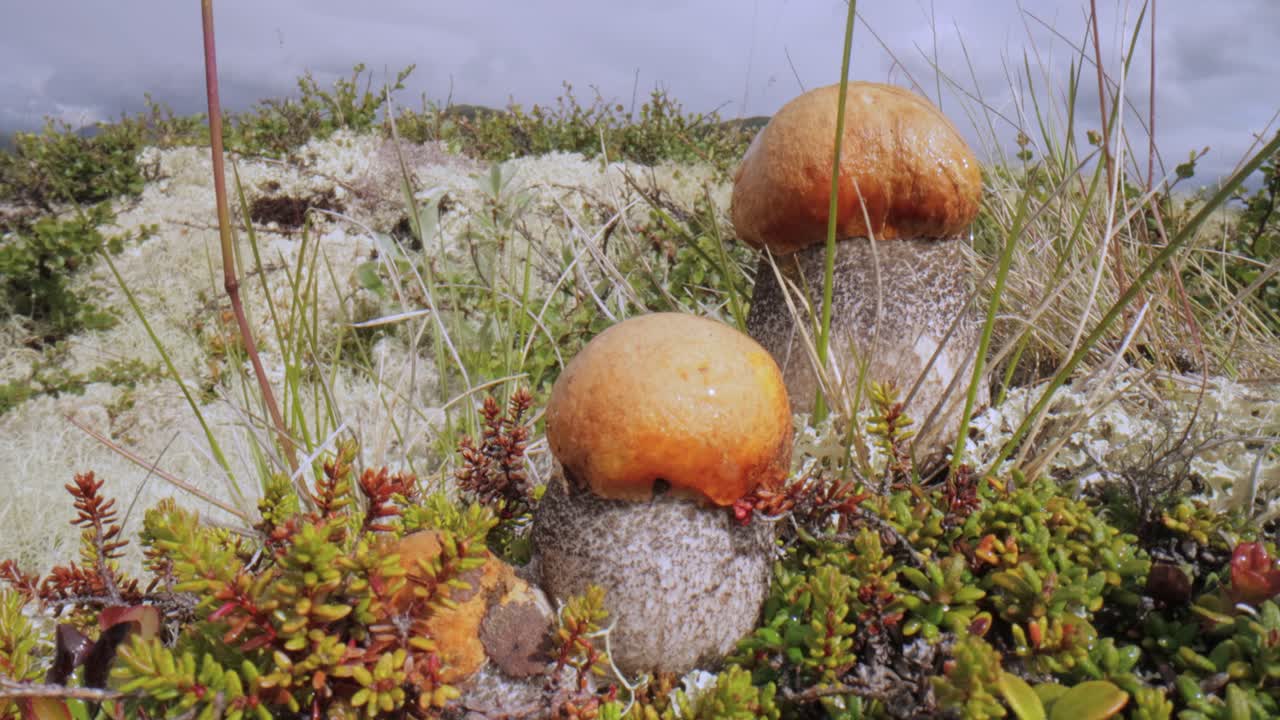 hermoso hongo boletus edulis en el musgo de la tundra ártica. hongo blanco en la hermosa naturaleza paisaje natural de noruega. temporada de hongos.