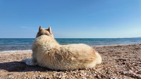 A-husky-dog-lies-on-a-sandy-beach,-looking-out-at-the-ocean-on-a-sunny-day