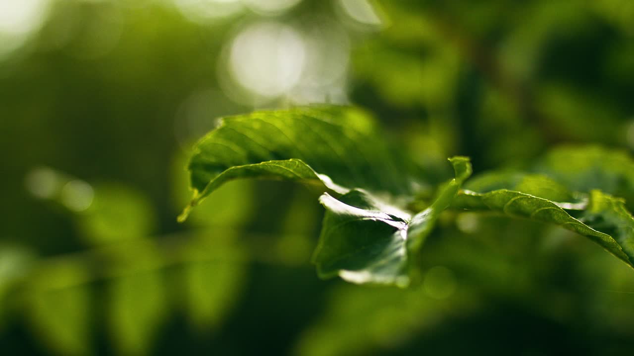 Filmatisk slow motion-närbild av vibrerande gröna blad mot en mjuk bakgrund, försiktiga bokeh-höjdpunkter och kort skärpedjup som skapar en lugn, fräsch och organisk atmosfär