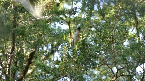 el pájaro de alas de cera de cedro solitario se alimenta de pequeñas bayas de color azul de un árbol de cedro