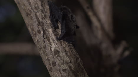 a small bat climbing up on a tree at night