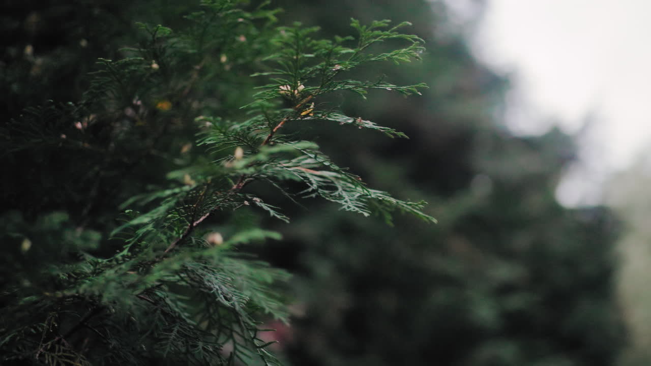 close up pine branch in autumn weather, green needles sharp against soft bokeh forest, gentle breeze movement, moody overcast light, tranquil nature detail with shallow focus and blurred background